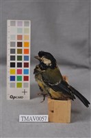 藏品(青背山雀)的圖片